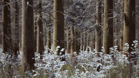 Paisaje-Nieve-árboles-Bosque-Denso-En-Invierno